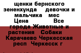 щенки бернского зененхунда. 2 девочки и 2 мальчика(2 мес.) › Цена ­ 22 000 - Все города Животные и растения » Собаки   . Карачаево-Черкесская респ.,Черкесск г.
